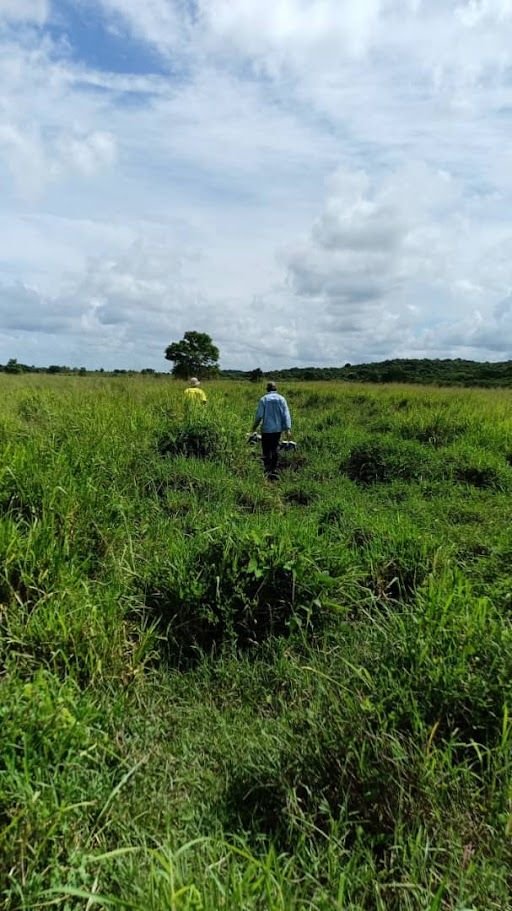 ClearSeis field crew walking a survey line through tall grass